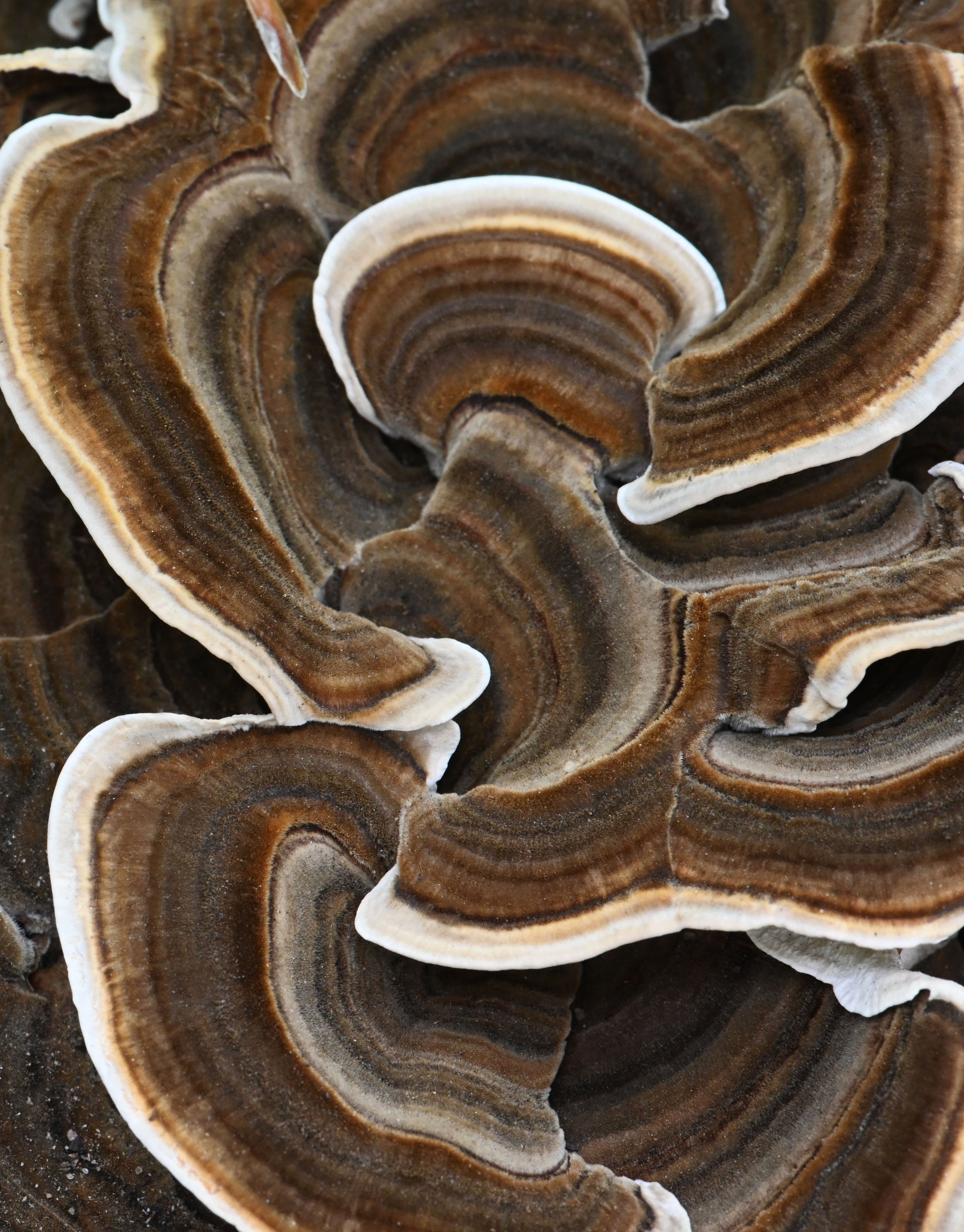 Trametes versicolor — artwork by Patricia Bukur